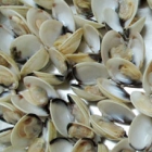 White Clam